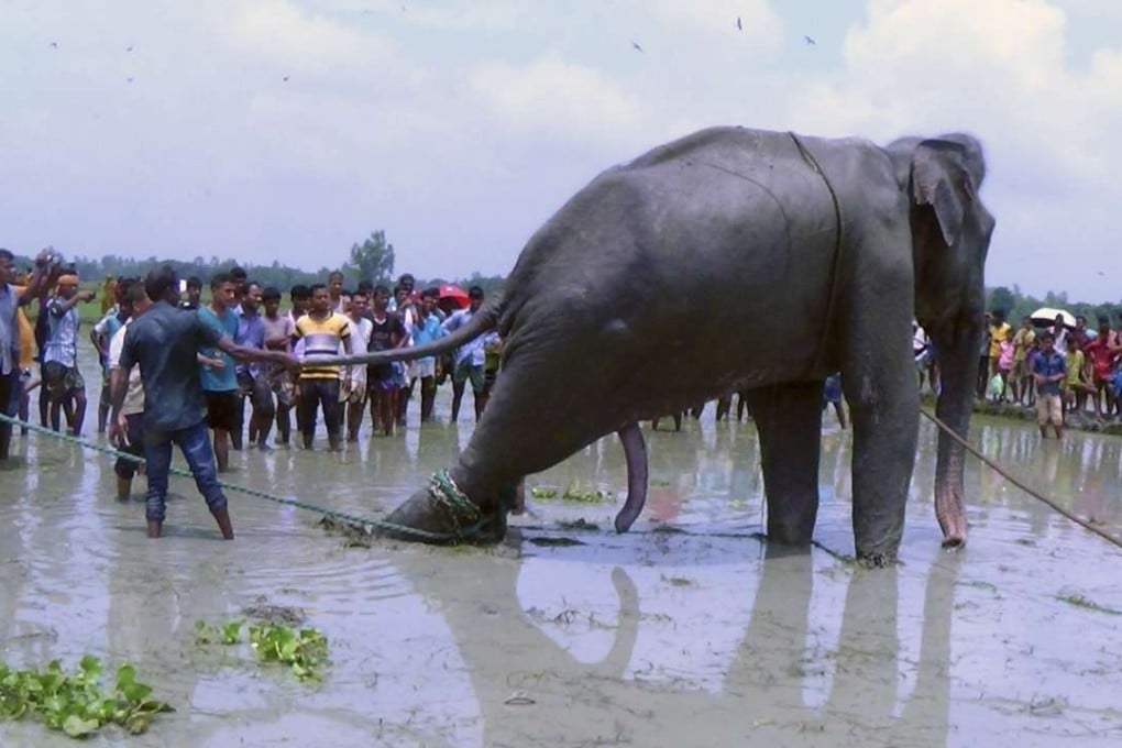 Bangladeshi villagers gather as wildlife experts attempt to rescue the elephant, which later died. Photo: AP