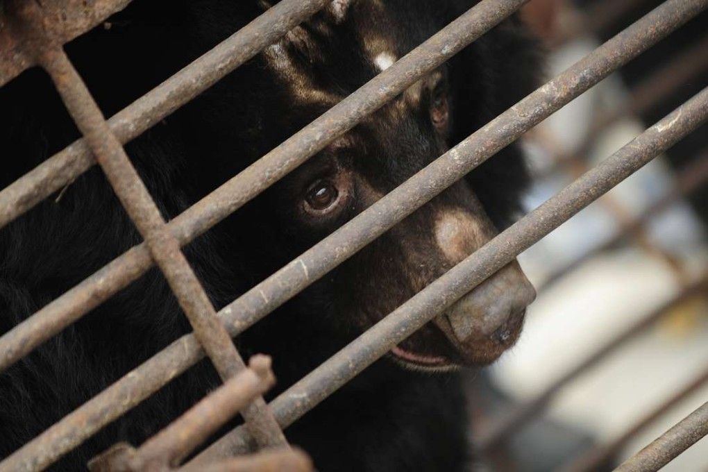 A Asian black bear attacked and killed a Japanese safari worker. Photo: AFP