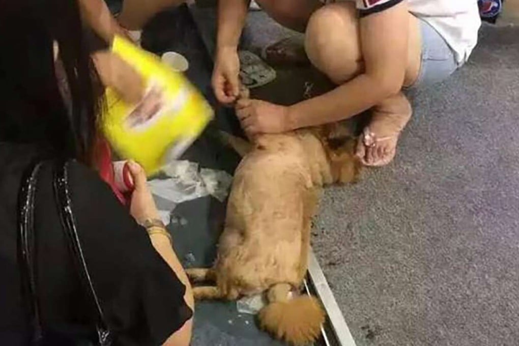 A small dog is treated for heatstroke outside the pet show in Shanghai. Photo: SCMP Pictures