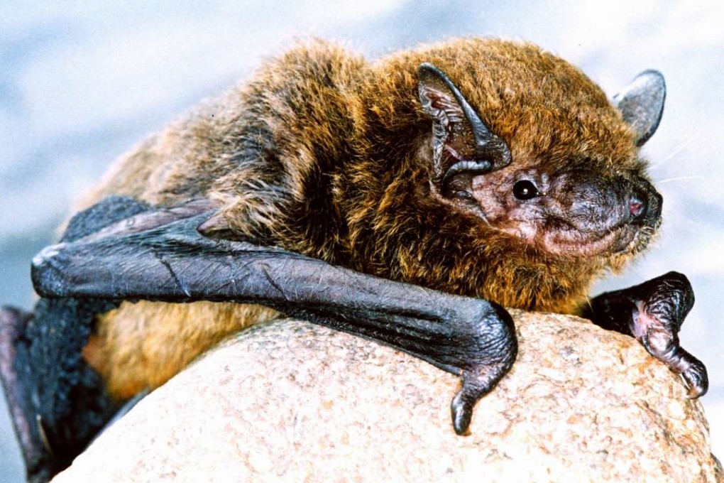 The Huda lui Papara cave is home to the largest bat colony in Europe. Photo: SCMP Picture