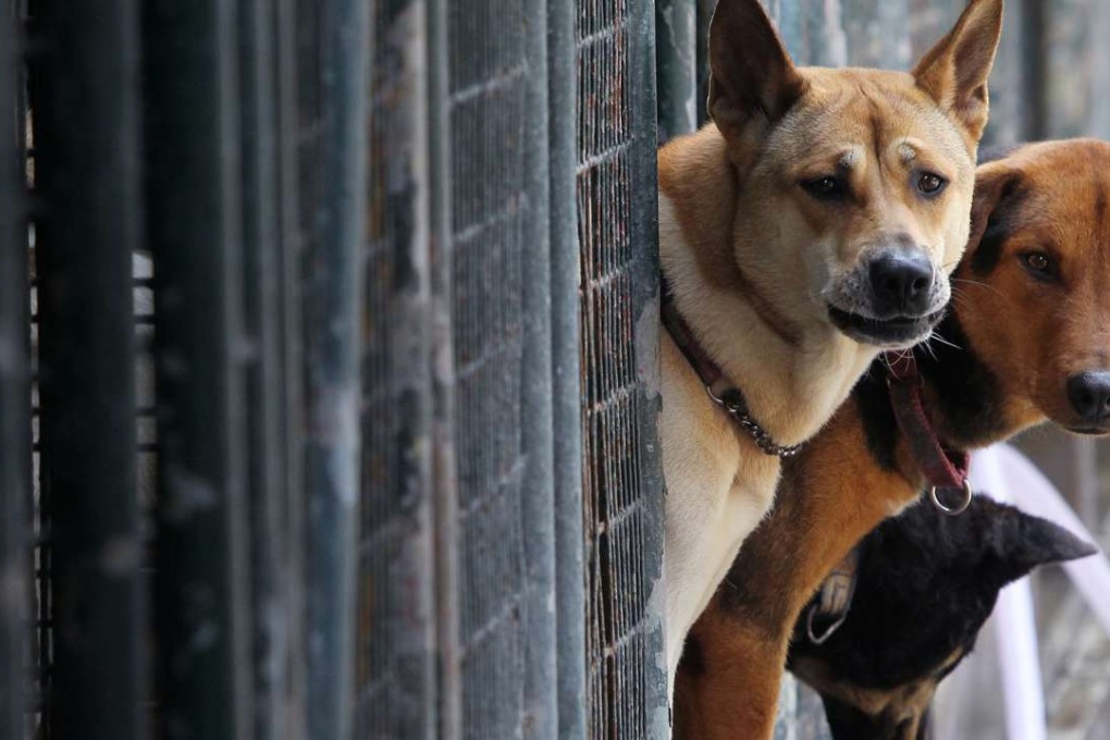 In a city where shelters are full of abandoned and mistreated dogs, activists hope that the tightened laws will be a strong enough deterrent against running a puppy mill. Photo: David Wong