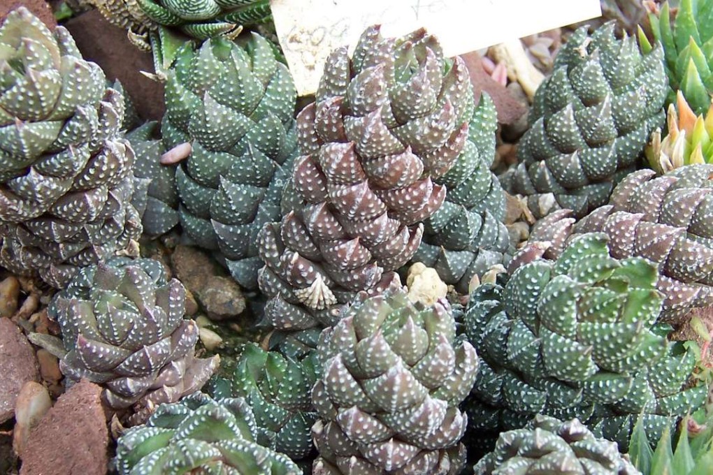 Haworthia coarctata. Photo: University of Cologne