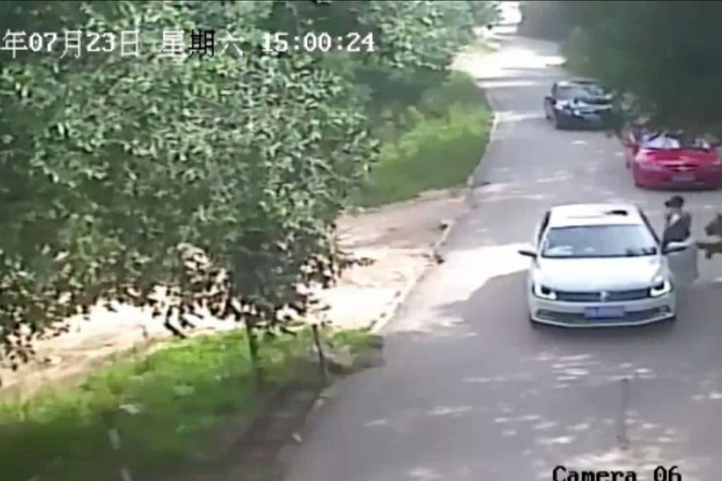 Security footage shows a woman who had left her car at Badaling Wildlife World on July 23, seconds before she was dragged away by a tiger. Photo: AFP