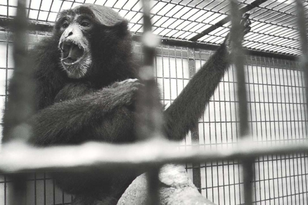 A gibbon at the Hong Kong Zoological and Botanical Garden, 1996.