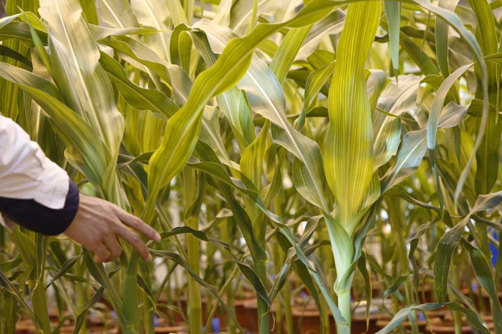 A researcher checks natural and genetically modified corn at a research centre in Beijing. Photo: Reuters