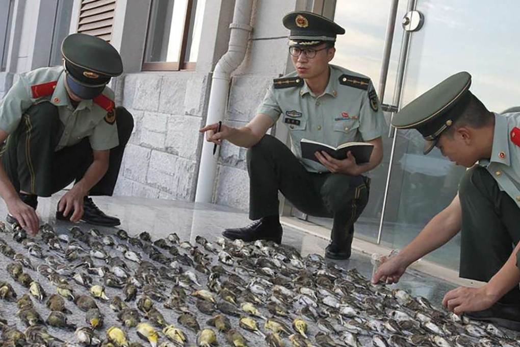 Police count the poisoned birds. Photo: SCMP Pictures