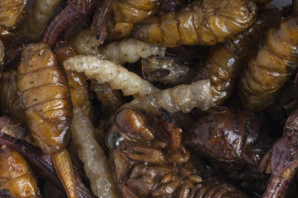 A bowl of fried cicada, silk worms, crickets and caterpillars. Photo: SCMP Pictures