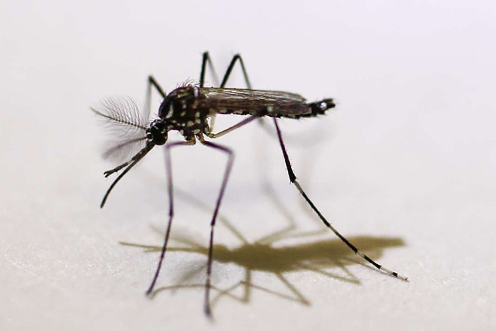An Aedes aegypti mosquito in the lab at Pinellas County Mosquito Control in Heliport, Florida. Photo: AP