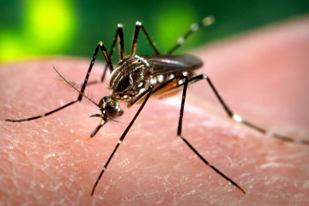 The virus is carried by mosquitoes, and in severe cases, can be fatal. Photo: AP