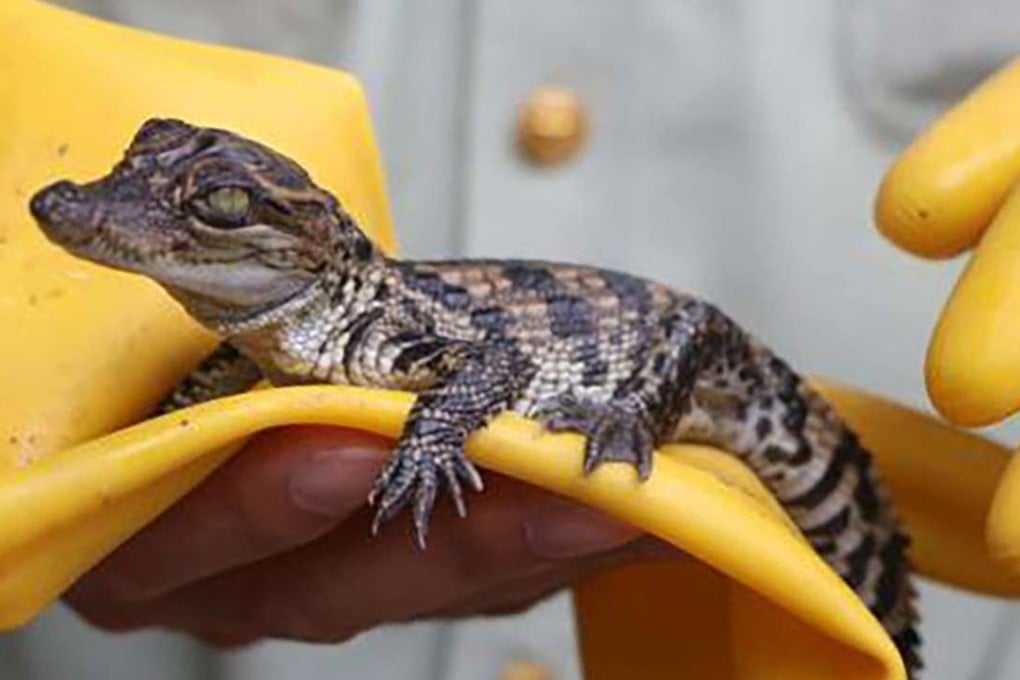 One of the crocodiles found in Guangxi. Photo: SCMP Pictures