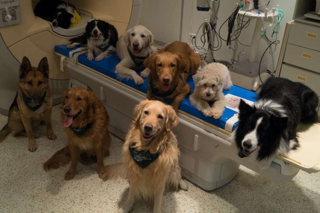 In this undated photo provided by the MR Research Centre some trained dogs involved in a study to investigate how dog brains process speech sit around a scanner in Budapest, Hungary. Photo: AP