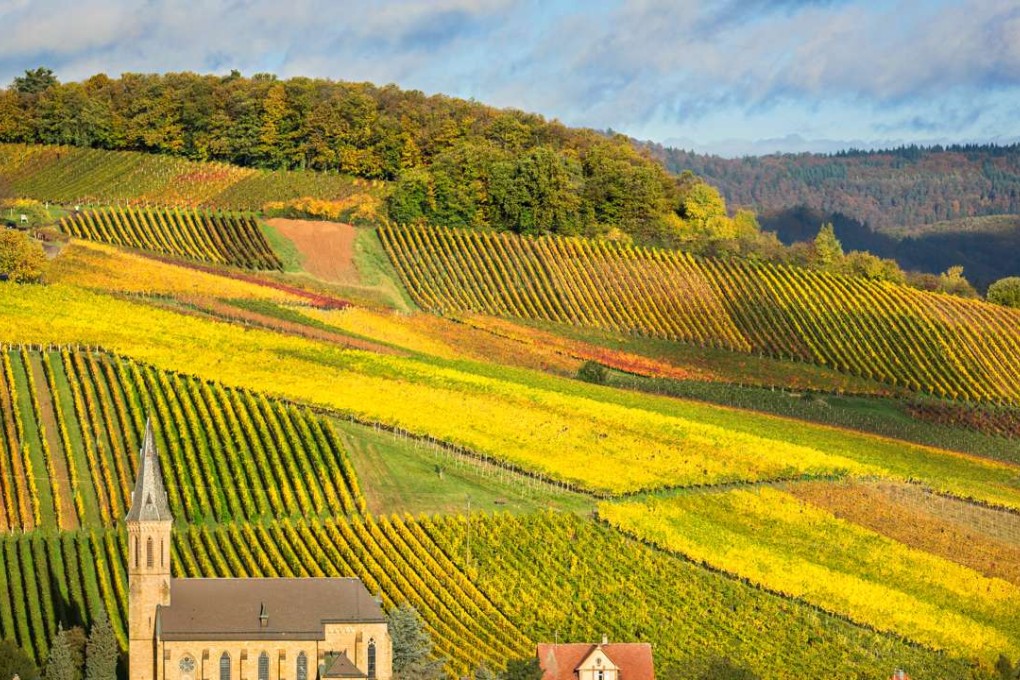 Vineyards in Pfalz, Germany.
