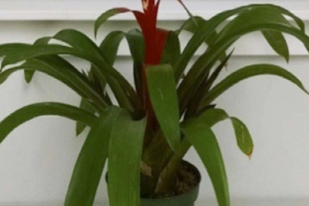 Bromeliad plants are good at removing a wide variety of volatile organic compounds from the air. Photo: Courtesy of Vadoud Niri