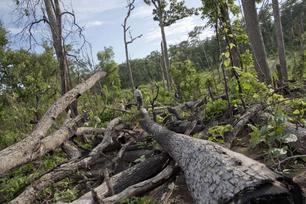 Environmental activists who aim to combat illegal logging, walk past recently raided illegally logged trees in what use to be a forest in Chaung Gwet. Photo: AP
