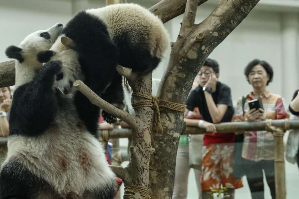 Visitors watch a mother and daughter pair of pandas play at the Malaysian zoo in Kuala Lumpur. The pandas are on loan from China to celebrate bilateral ties. Photo: EPA