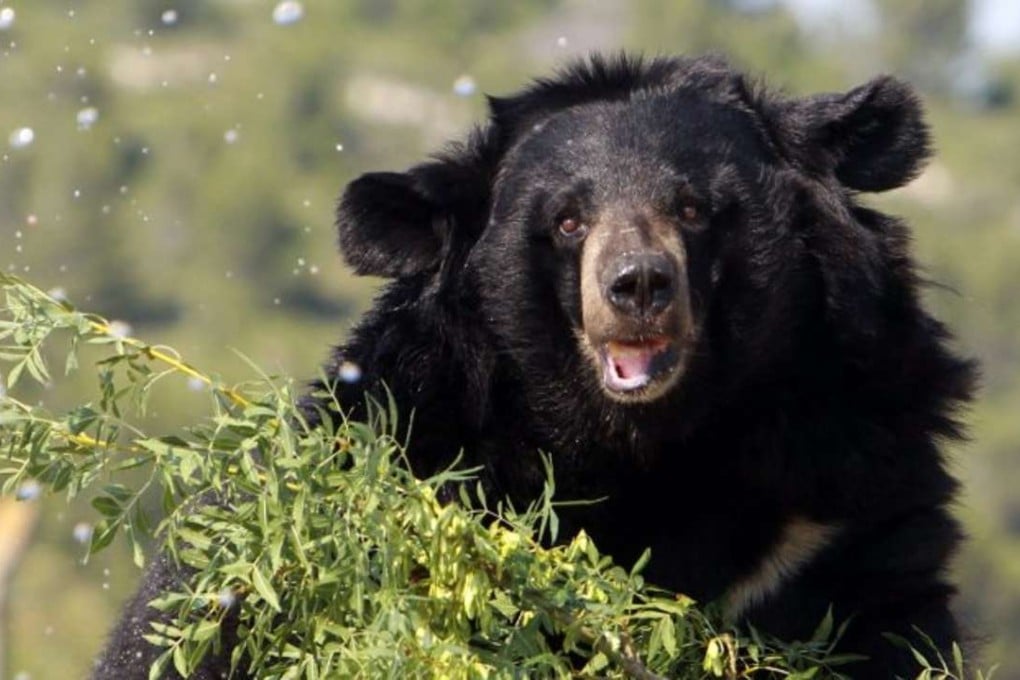 The karate expert managed to ward off the fierce creature after jabbing at its eyes. Photo: AFP