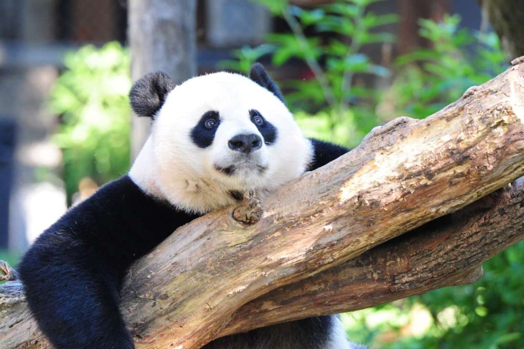 A file picture of the Giant panda Mei Xiang at the National Zoo in Washington. Photo: AFP