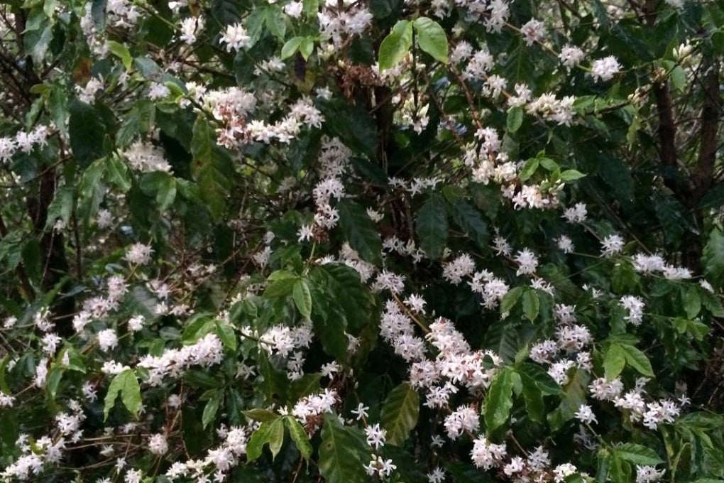 Blooms on trees, which will form the first coffee beans to mature for the 2017 harvest, are pictured in Espirito Santo do Pinhal, Sao Paulo state, Brazil. Photo: Reuters