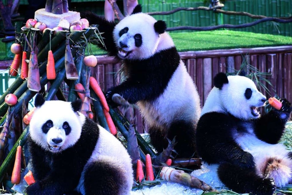 Giant panda triplets Meng Meng, Shuai Shuai and Ku Ku eat bamboo shoots and carrots at their second birthday party in Guangzhou in July. Photo: Xinhua