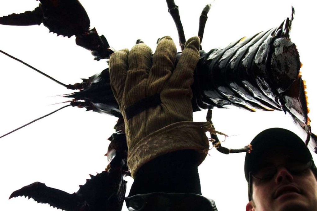 Lobsterman Ben Lash inspects the underside of a lobster to determine its sex, off the coast of Friendship, Maine. The US seafood industry would be hit hard if the EU bans North American lobster imports. Photo: AP