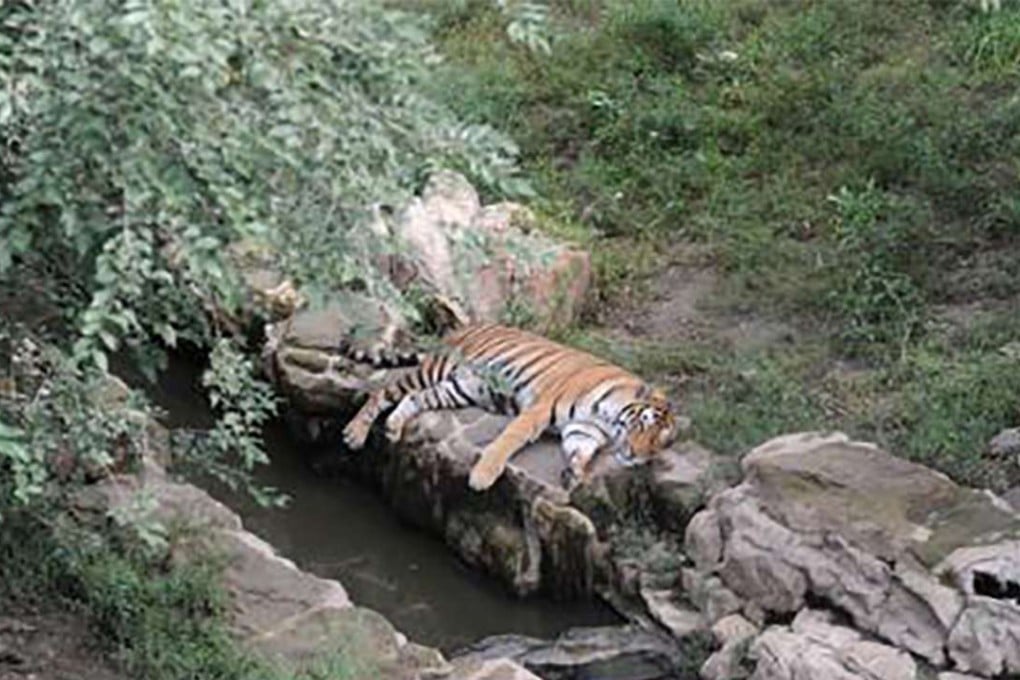 The body of the tiger at the zoo in Jilin province. Photo: Chinanews.com