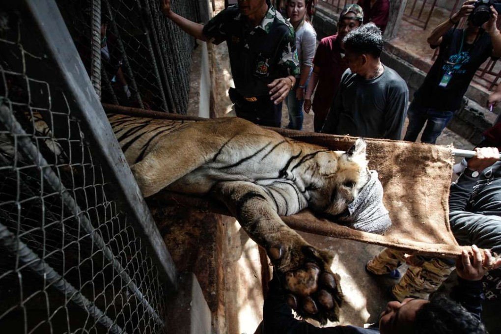 A sedated tiger is removed from Wat Pha Luang Ta Bua, or Tiger Temple, in Thailand’s Kanchanaburi province, during the raid in June. Pictures: Dario Pignatelli