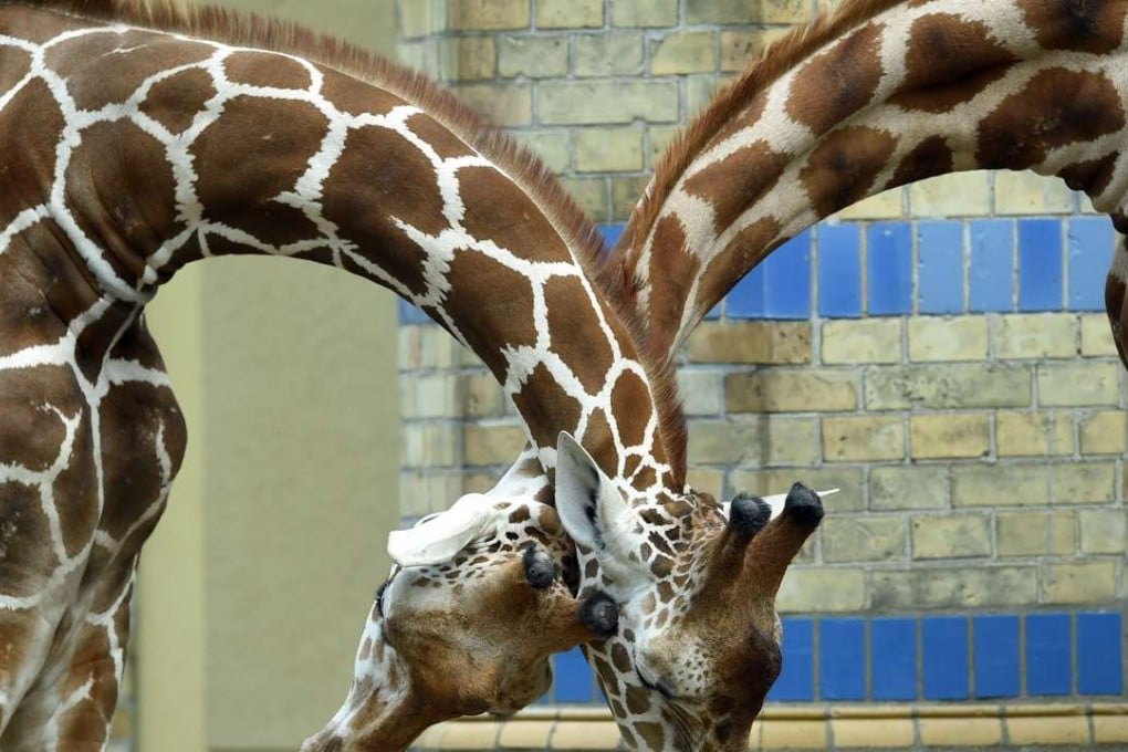Two giraffes stand together in their enclosure at the zoo in Berlin last month. Photo: AFP