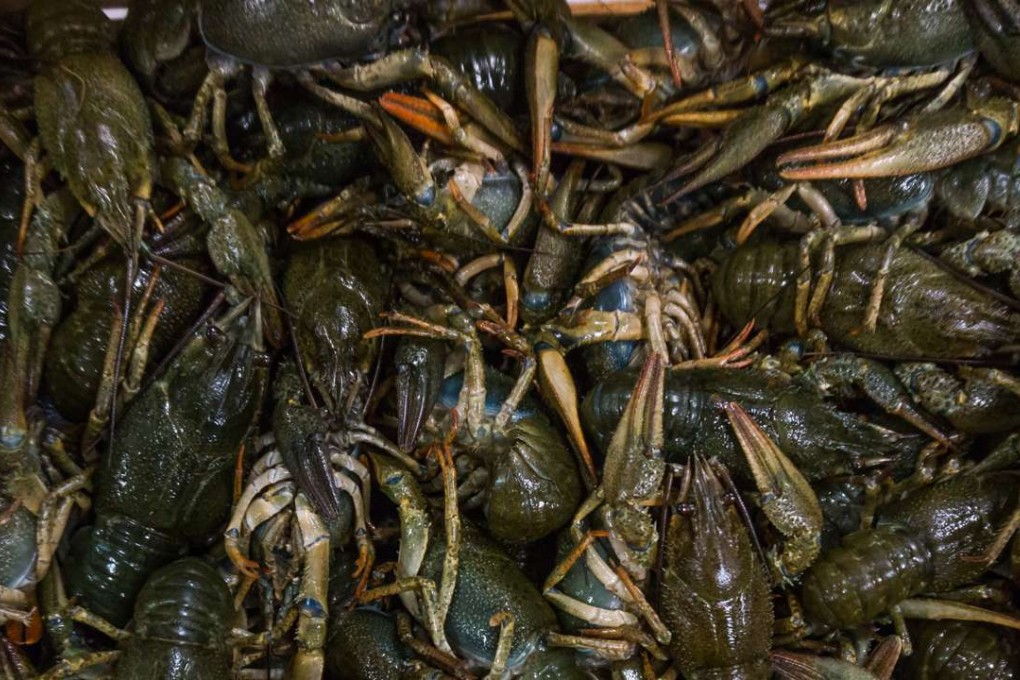 Crayfish are a popular snack on the mainland. Photo: Shutterstock