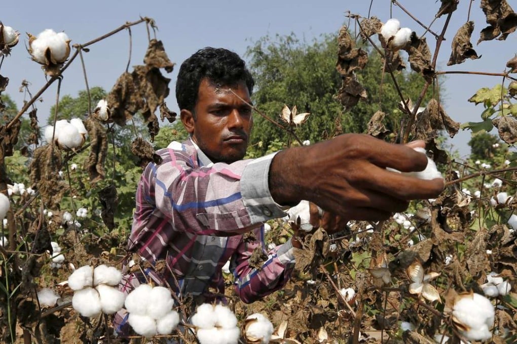 A farmer harvests cotton in his field at Nani Kadi village. Photo: Reuters