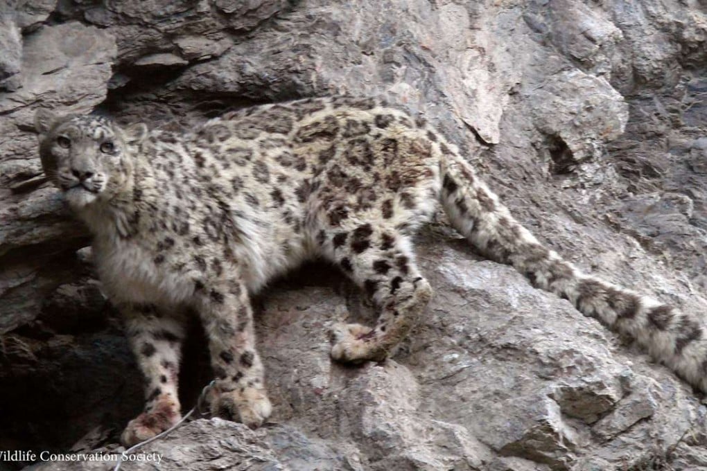A snow leopard walks on Pamir mountains in Sarkand valley, Wakhan district of Badakhshan province, far northeastern Afghanistan. Photo: Wildlife Conservation Society