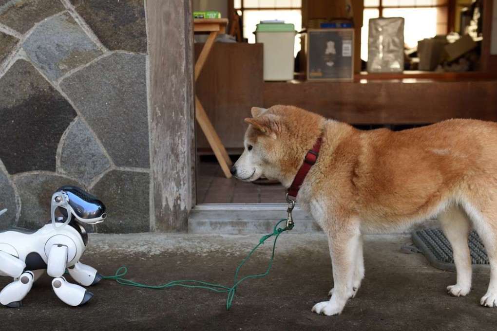 The average lifespan of pet dogs in Japan has hit a record high of 13.2 years, compared to 8.6 years in 1990. Photo: AFP