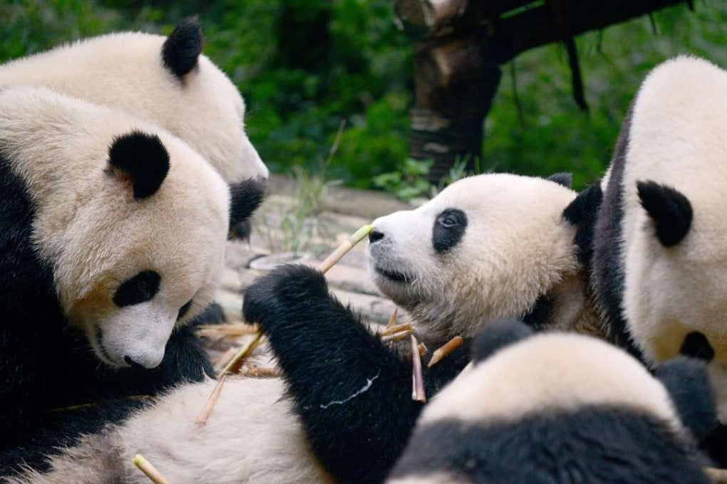 A group of pandas eat bamboo at the Chengdu Research Base of Giant Panda Breeding in China’s Sichuan province. Photo: AFP