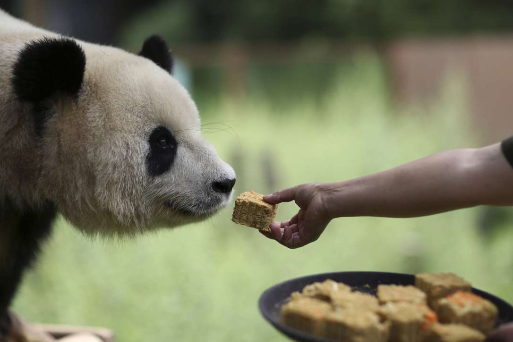 Even pandas can’t resist mooncakes during the Mid-Autumn Festival. Picture: Reuters