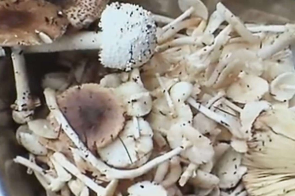 The poisonous mushrooms had been brought back from a holiday trip in Yunnan province. Photo: SCMP Pictures