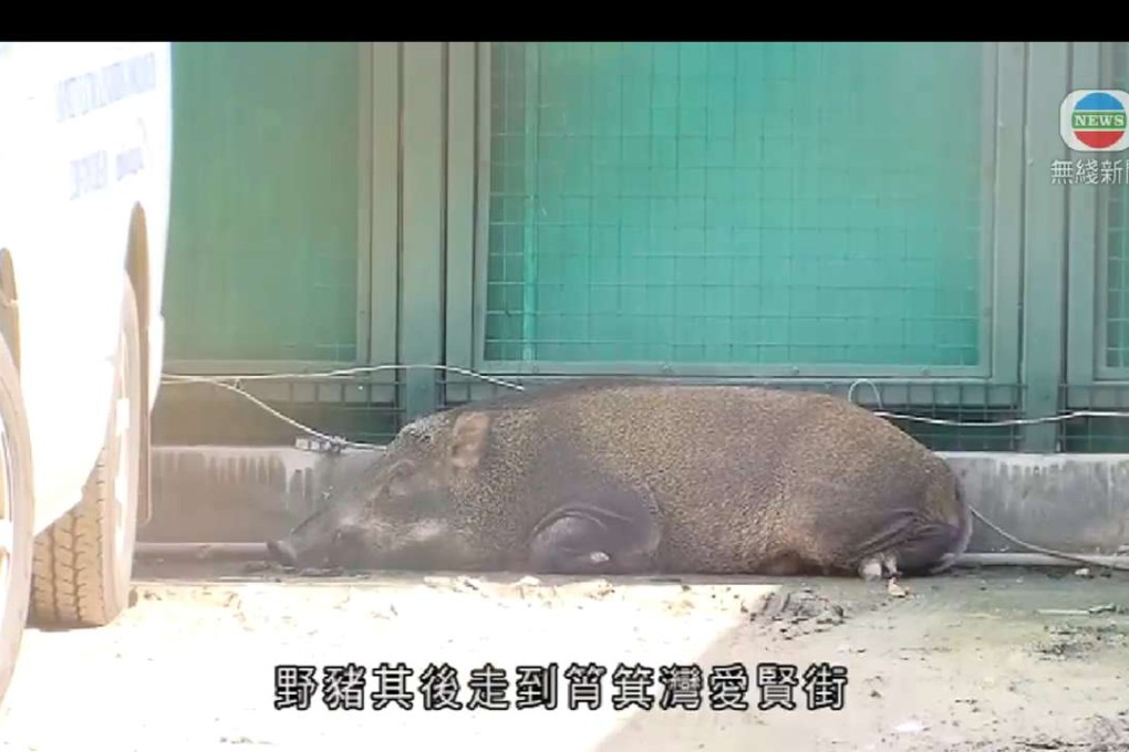 The wild boar taking a break in a car park after failing to escape from police. Photo: SCMP Pictures