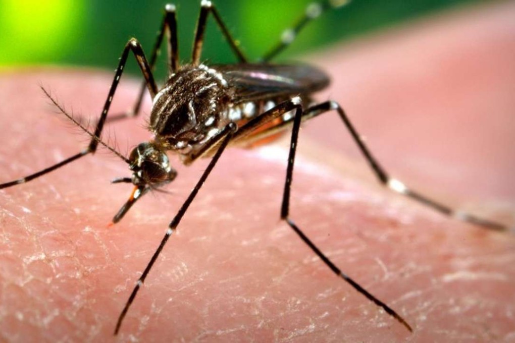 Dengue is transmitted to humans through bites from the female Aedes mosquito, a species that can also spread the Zika virus. Photo: SCMP Pictures