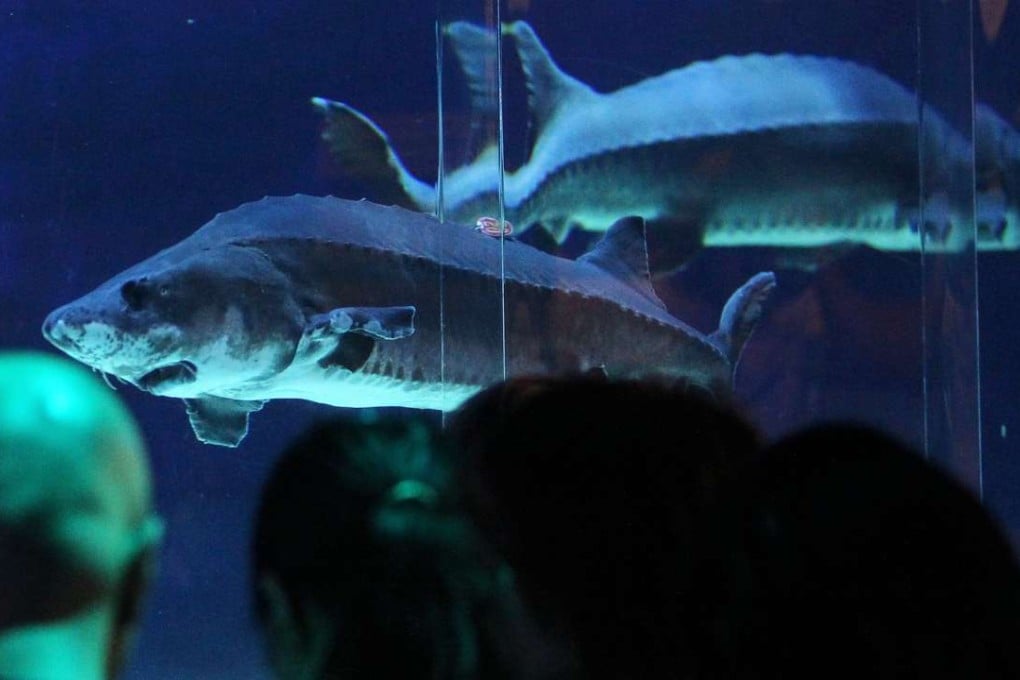 A file picture of Chinese sturgeon kept at Ocean Park in Hong Kong. Photo: SCMP Pictures