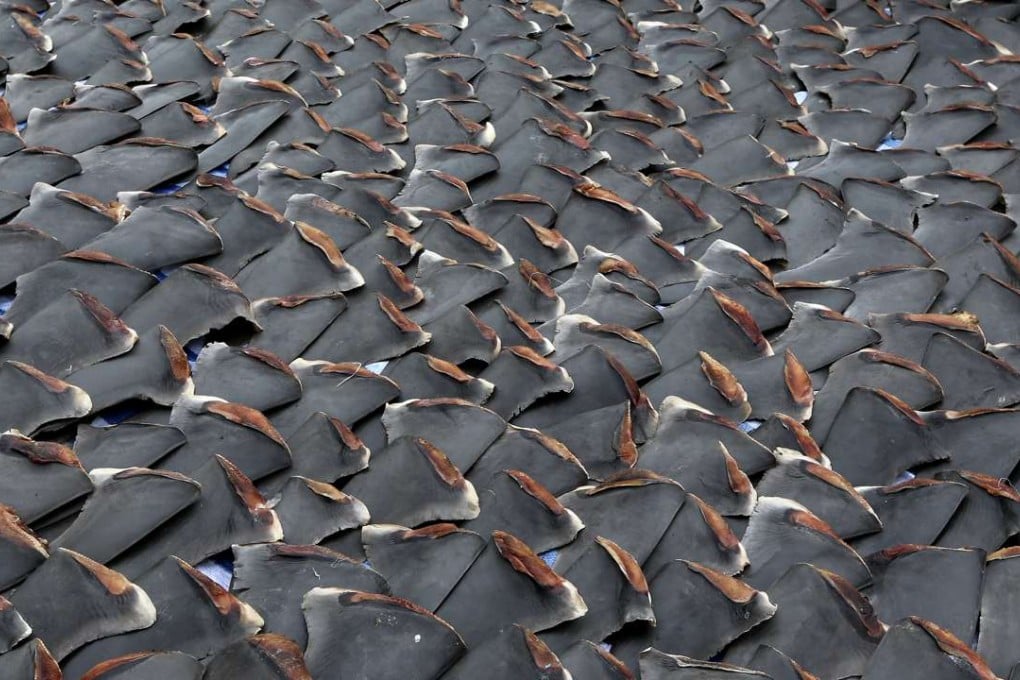 Hundreds of shark fins dry under the sun on a factory building’s roof in Western District. Photo: Sam Tsang