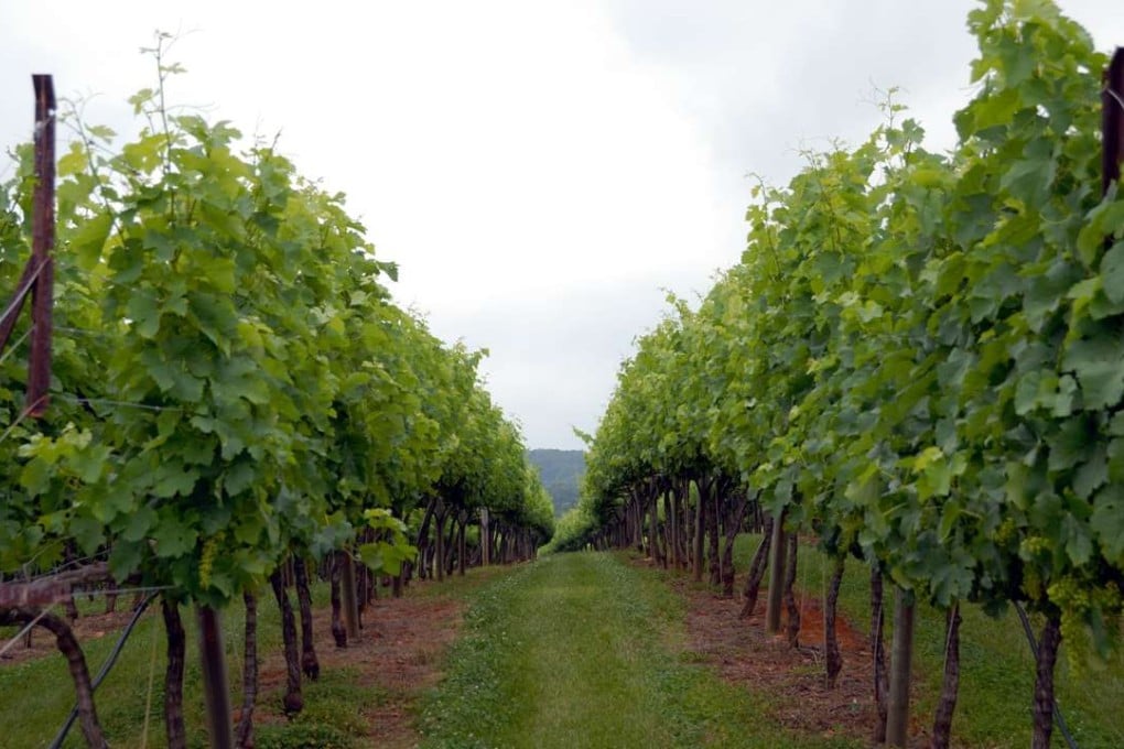 A vineyard in Georgia.
