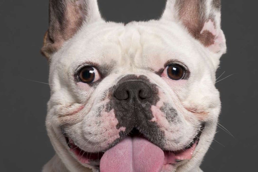 Treatments meant for humans can also help our animal companions.