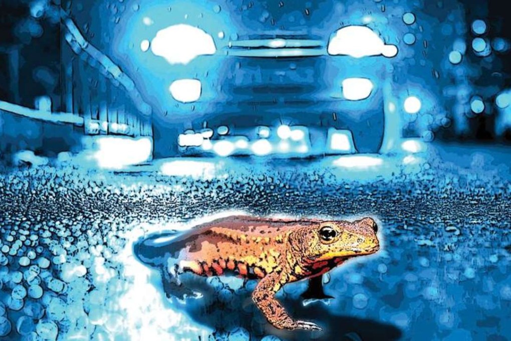 The Hong Kong warty newt is among the wildlife species prone to being killed on Hong Kong roads. Illustration: Brian Wang