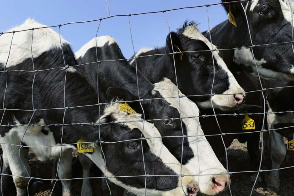 Beef and dairy cows graze on a farm in Thompson, Connecticut. Photo: AP