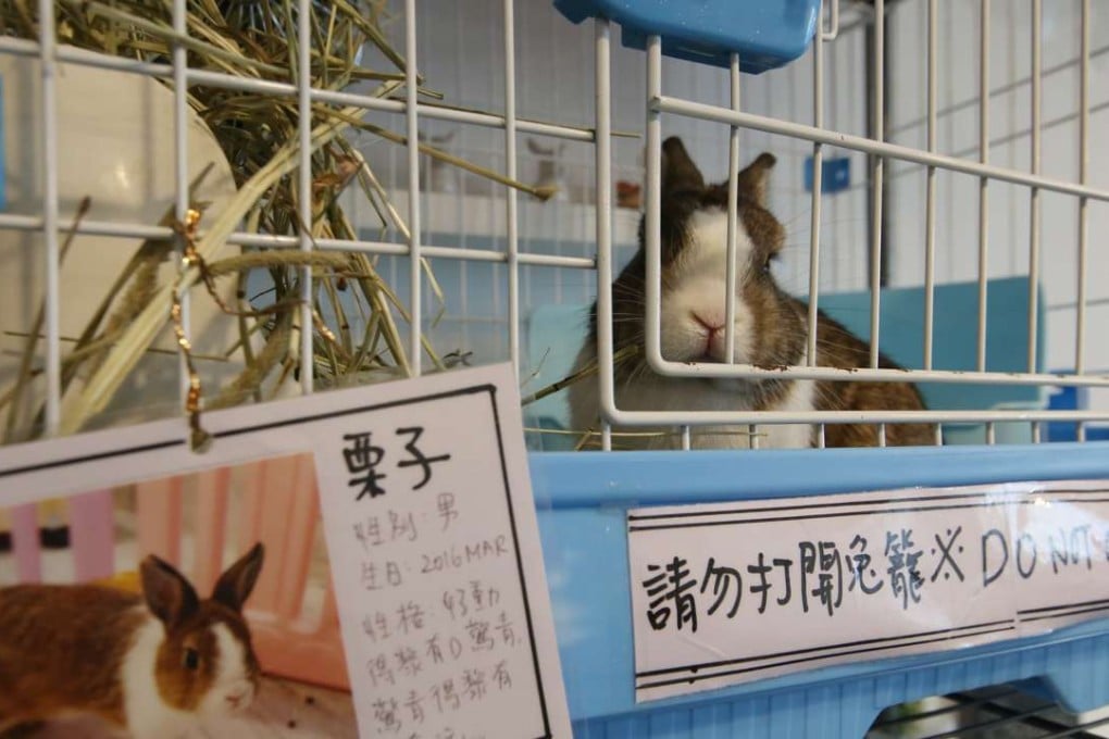 Local animal rights campaigners have suggested the business cafe could be causingunnecessary stress to the rabbits, but the owners have denied this, arguing they are well cared for. Interior of the Rabbitland Cafe which is the first Rabbit Cafe in Wan Chai25AUG16 SCMP/Photo: Edmond So