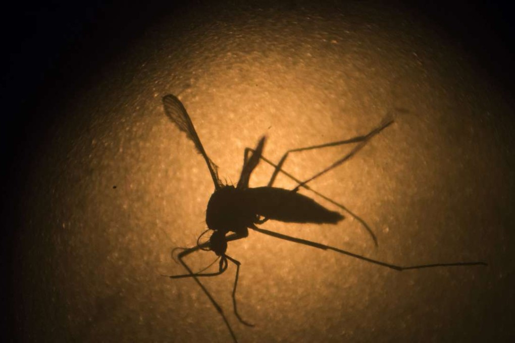 The Aedes aegypti mosquito, which is known to carry the Zika virus. File photo: AP