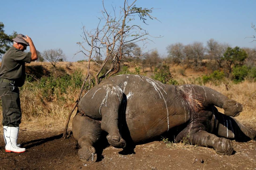 A ranger prepares to perform a post mortem on a rhino after it was killed for its horn by poachers in South Africa's Kruger National Park. Photo: Reuters
