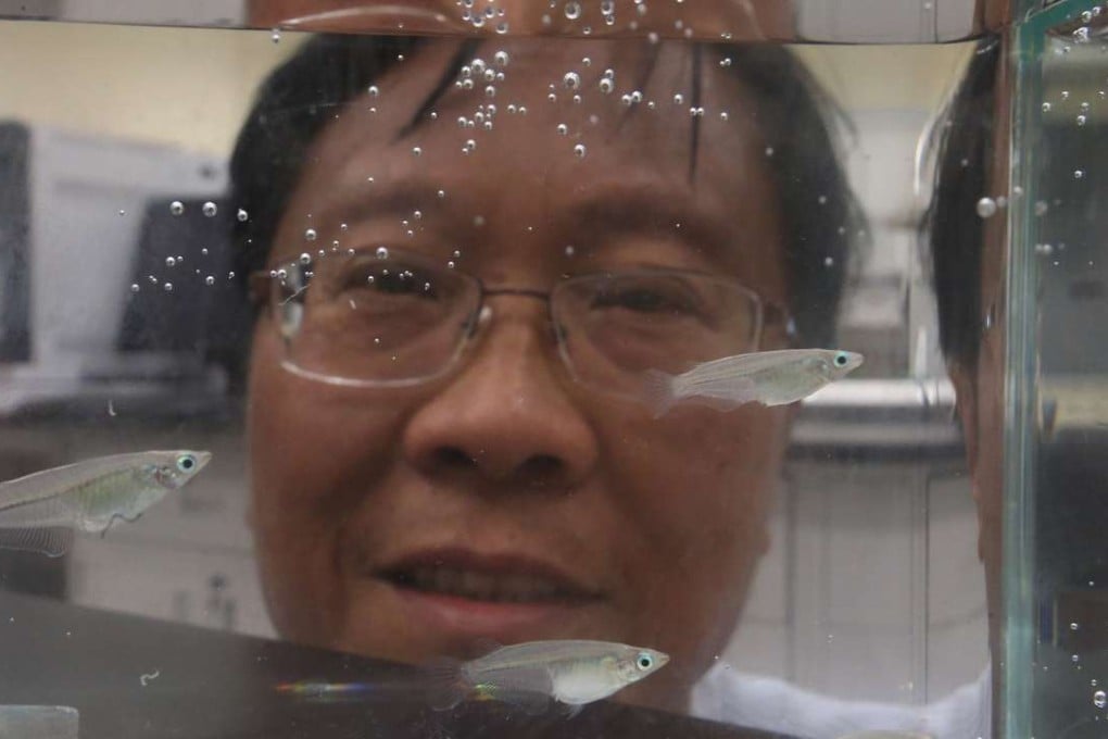 Professor Rudolf Wu warns that fish offspring produced by parents who had lived under hypoxia can also be affected, despite having never been exposed to the condition. Photo: K. Y. Cheng
