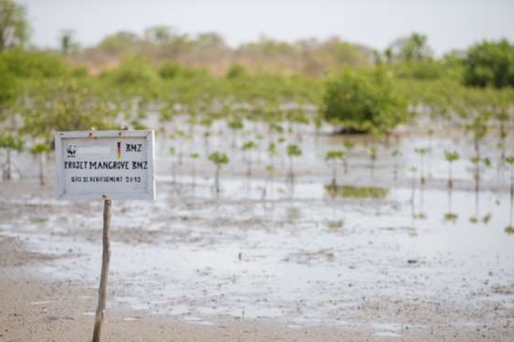 A mangrove reforestation programme. Pictures: Daniel Allen