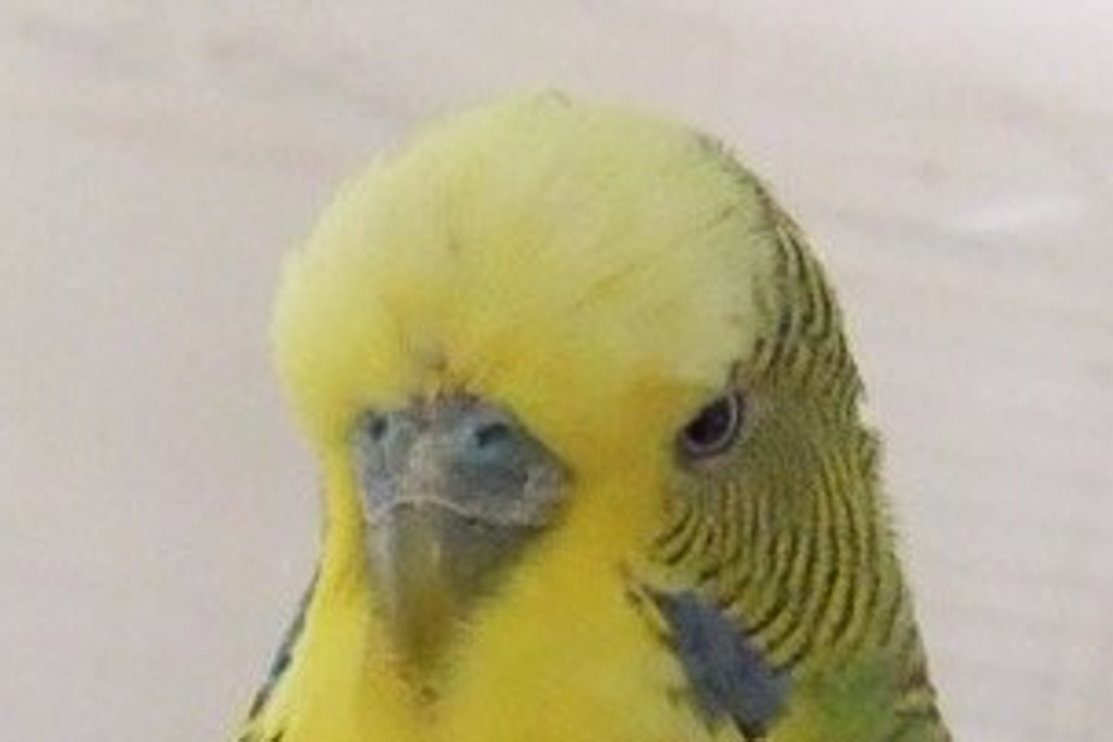 Drongo, one of the parakeets studied. Photo: Mandyam Srinivasan/QBI