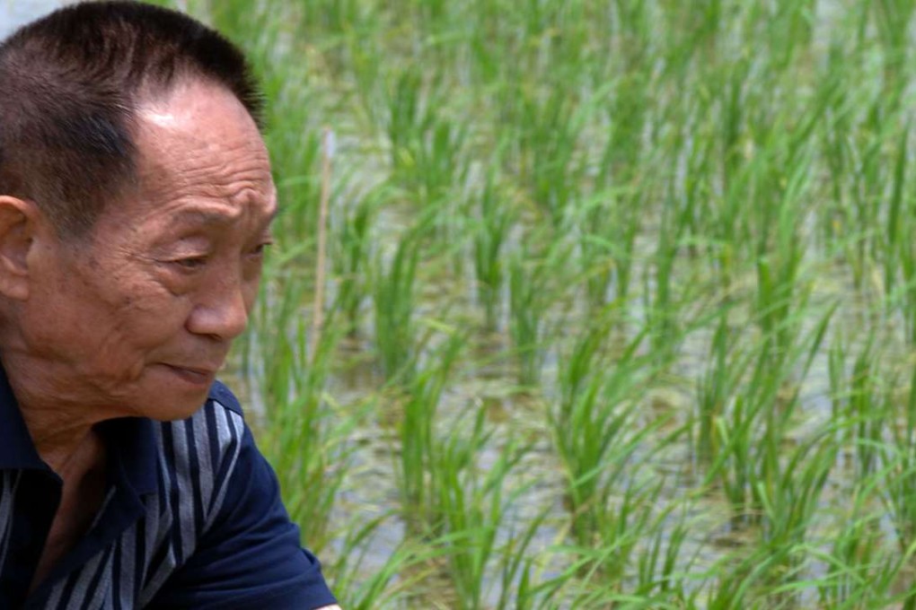 In this file photo from 2007, Yuan Longping inspects hybrid rice in Longhui county, part of Shaoyang city in central China's Hunan province. Photo: Xinhua