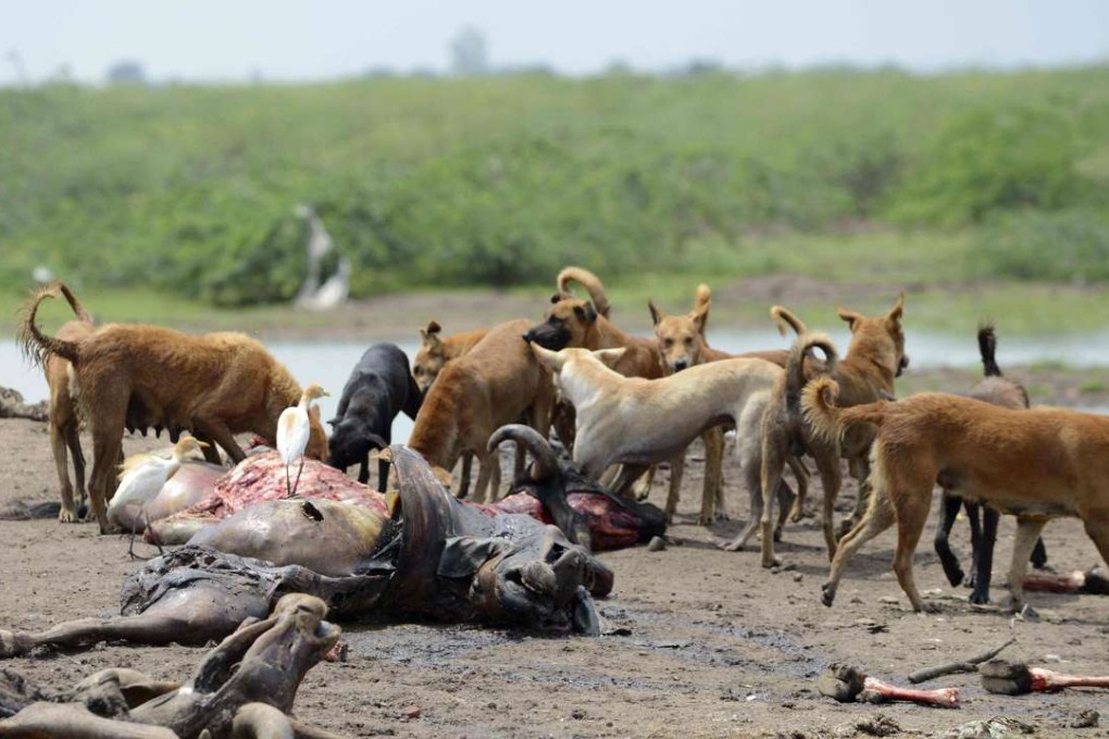Dogs feed on the remains of dead cattle on the outskirts of Wadhvan. Photo: AFP